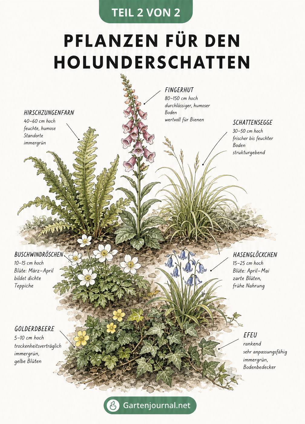 Botanische Tafel mit Illustrationen von Begleitpflanzen für den Holunderschatten wie Golderdbeere, Efeu, Fingerhut und Farn