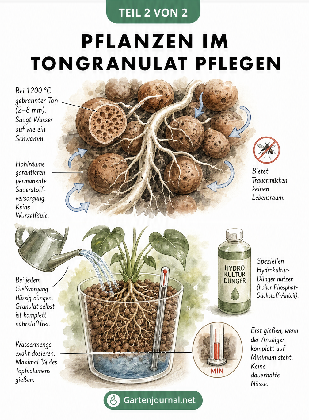 Makro-Ansicht von Pflanzenwurzeln in Tonkugeln und Darstellung des Gieß- und Düngevorgangs