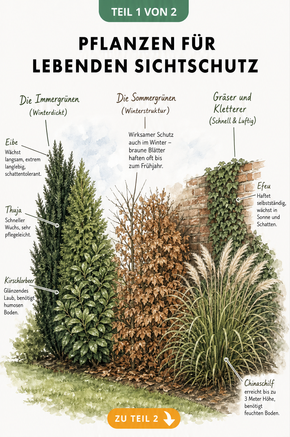 Botanische Skizze von Pflanzen für einen lebenden Sichtschutz, unterteilt in immergrüne, sommergrüne und kletternde Arten.