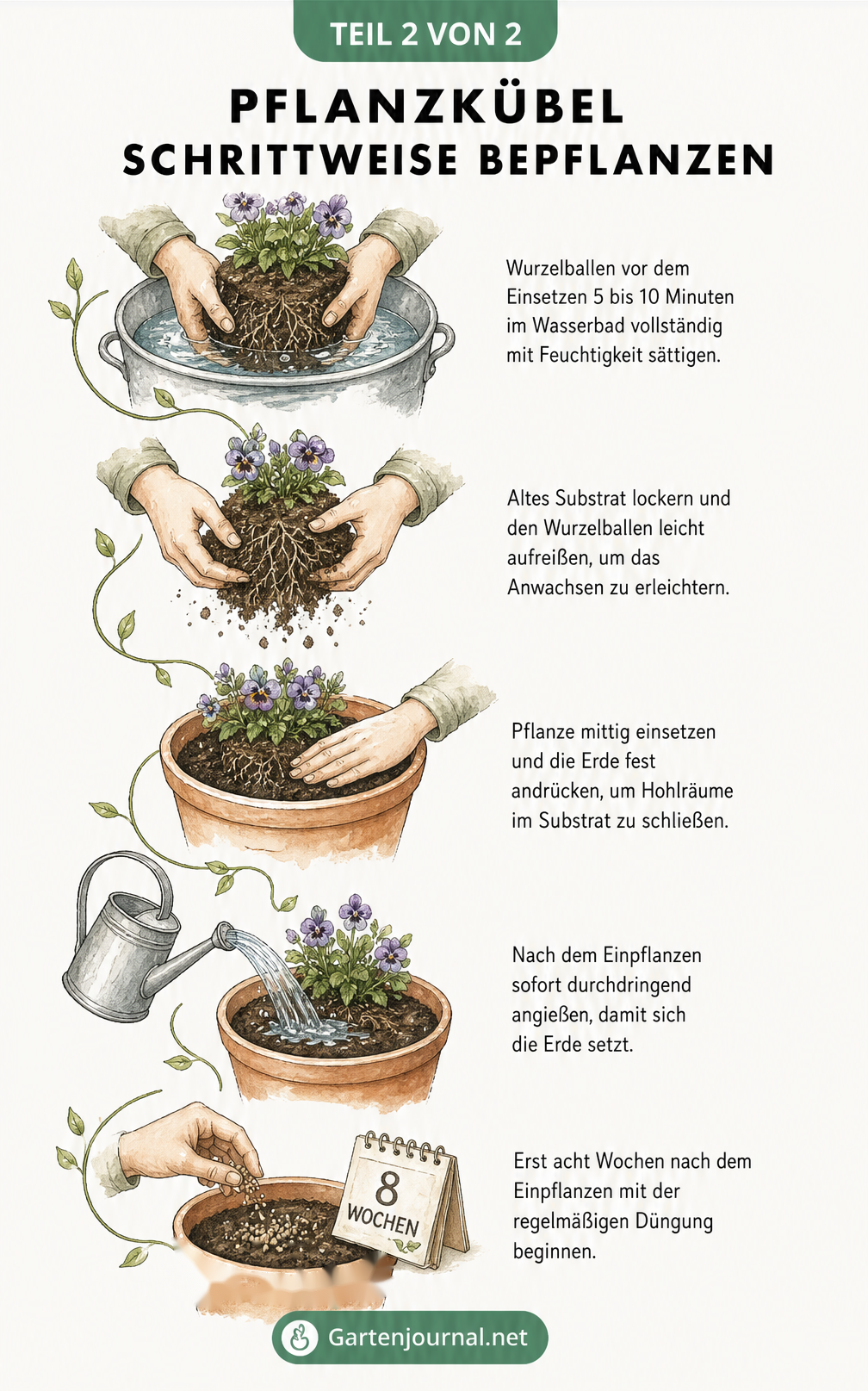 Schritt-für-Schritt-Anleitung zum Einpflanzen: Wurzelballen wässern, lockern, einsetzen und angießen