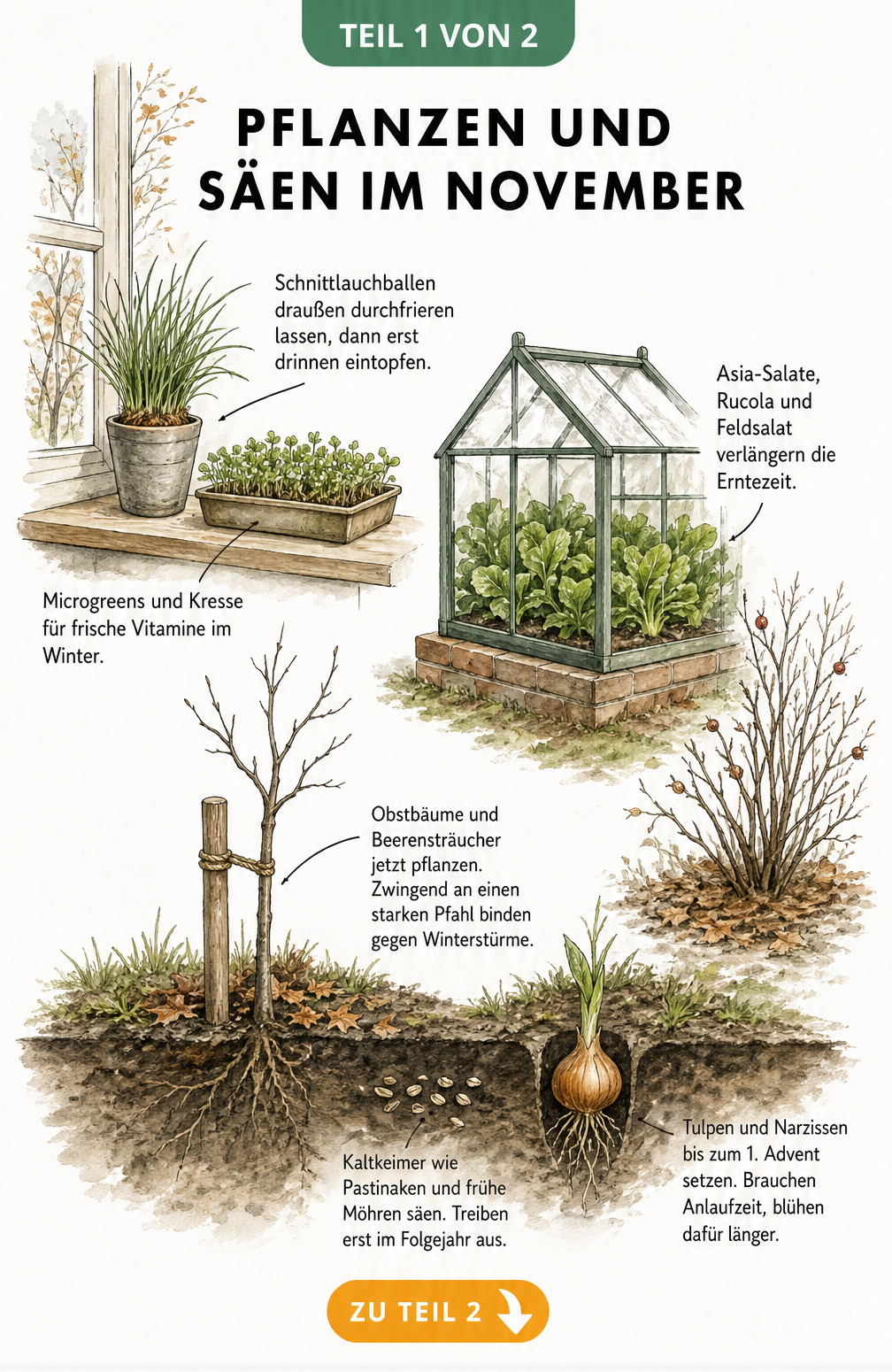 Illustration von Gartenarbeiten im November: Pflanzen auf der Fensterbank, im Gewächshaus und im Freiland