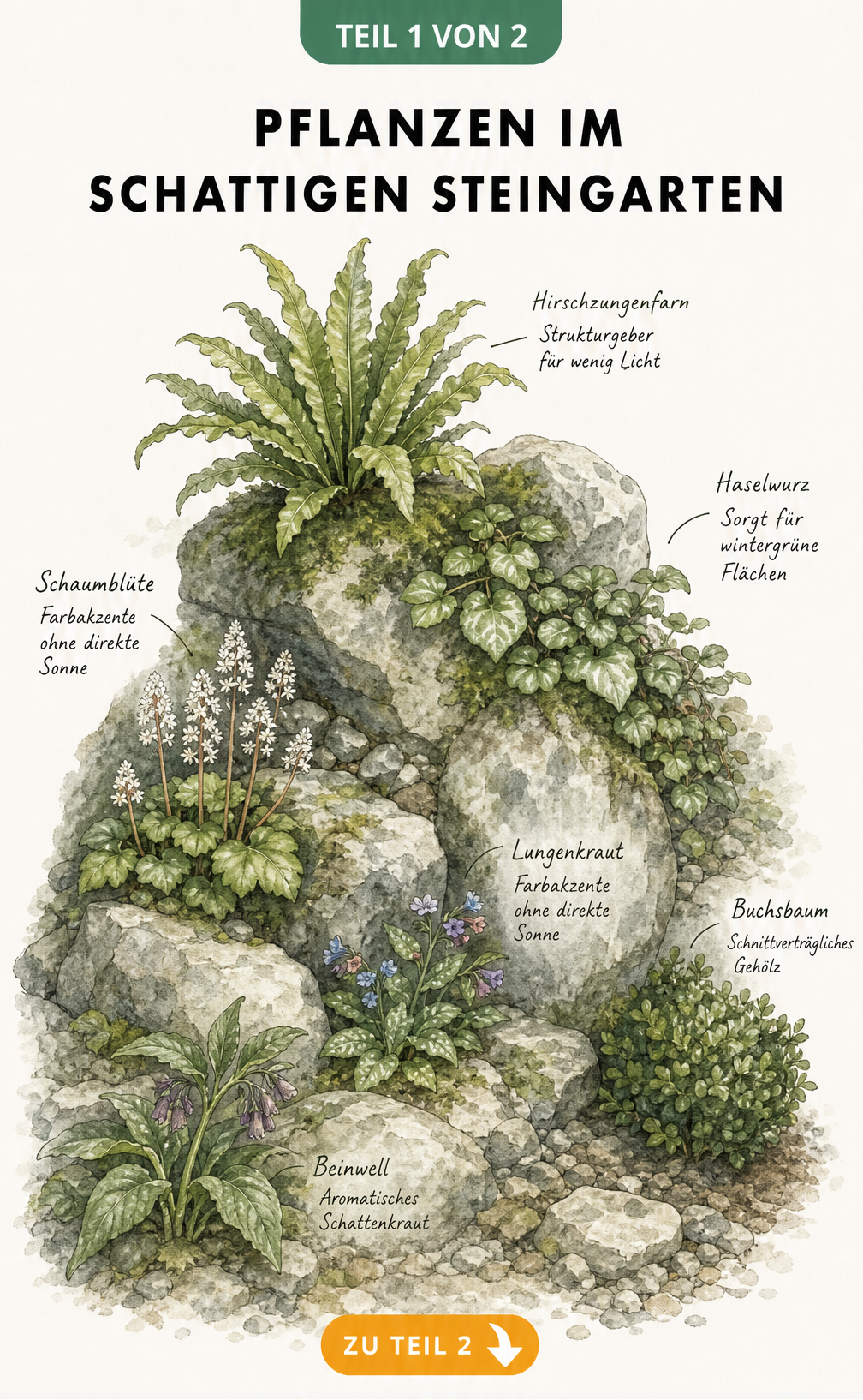 Botanische Illustration eines schattigen Steingartens mit Hirschzungenfarn, Haselwurz, Schaumblüte, Lungenkraut, Buchsbaum und Beinwell