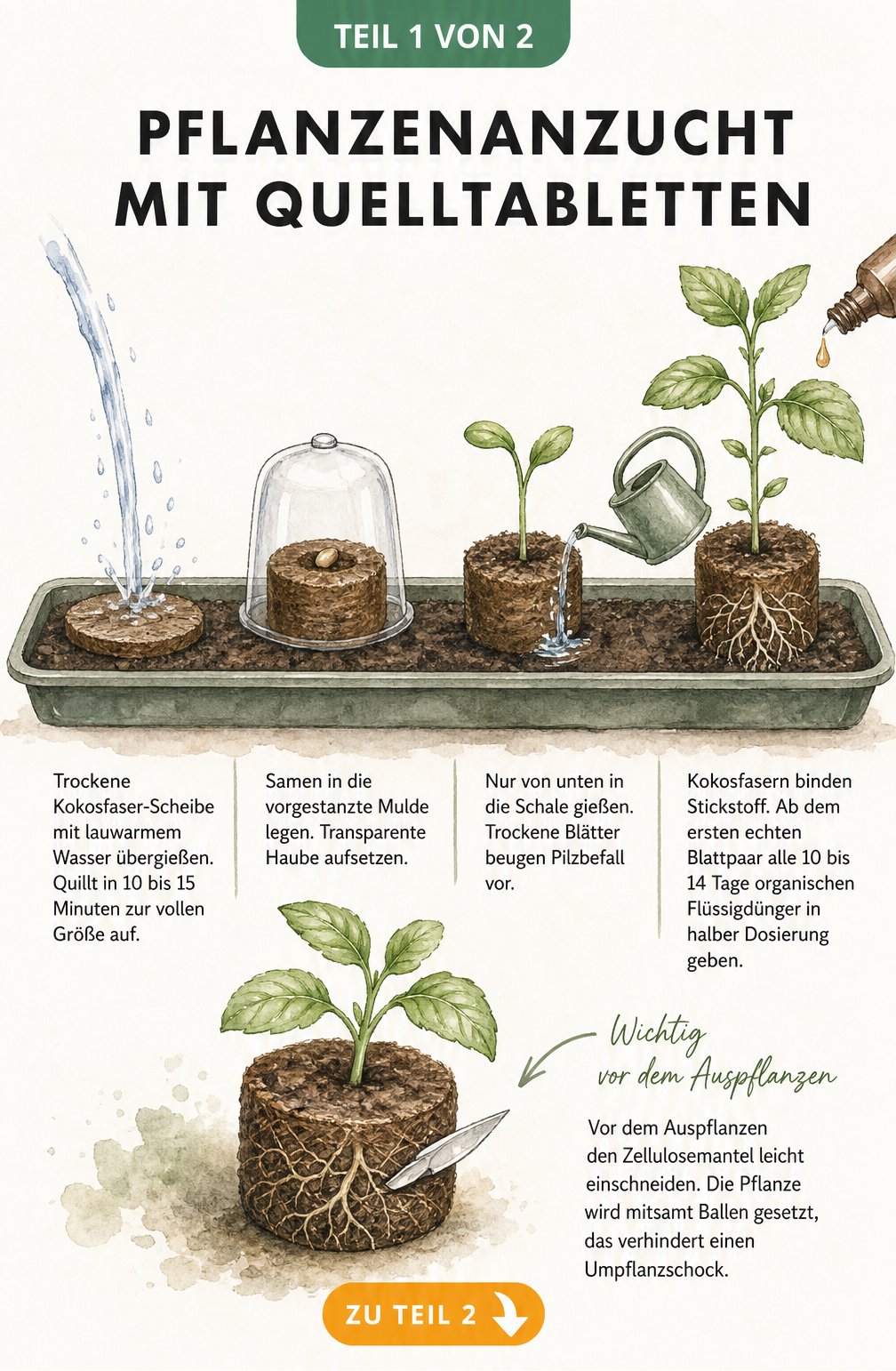 Aquarell-Illustration des zeitlichen Ablaufs der Pflanzenanzucht mit Quelltabletten vom trockenen Pad bis zur Jungpflanze
