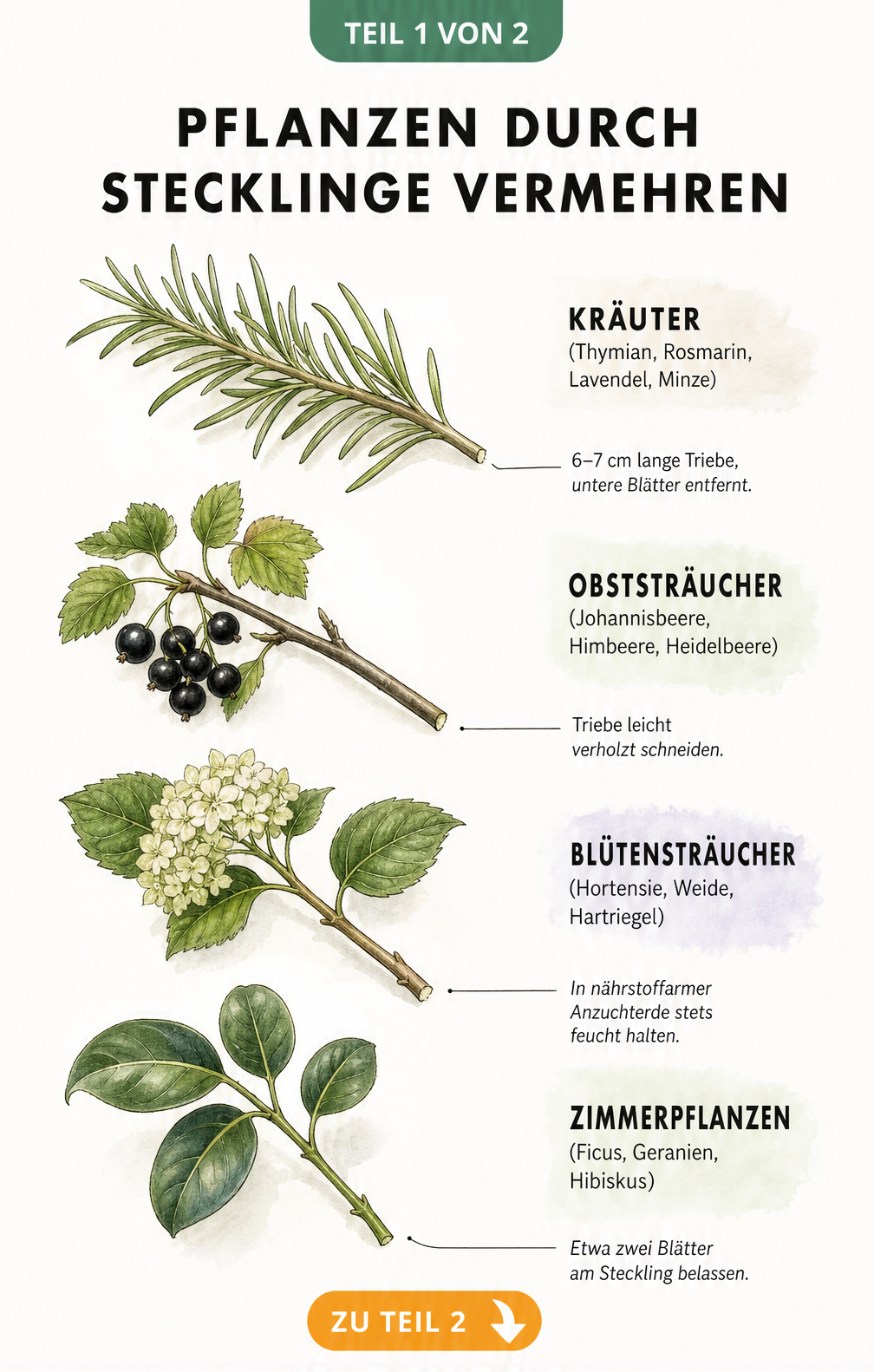 Botanische Illustration von vier Pflanzenzweigen: Kräuter, Obststräucher, Blütensträucher und Zimmerpflanzen mit Hinweisen zur Stecklingsvermehrung.