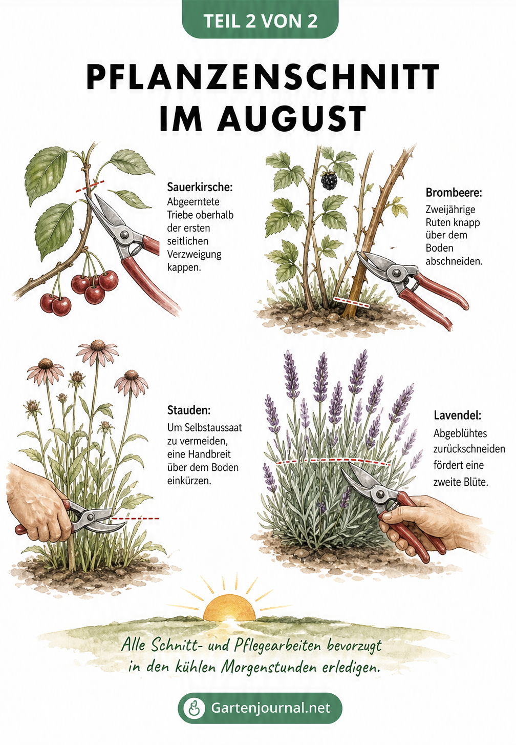 Botanische Lehrtafel zum Pflanzenschnitt von Sauerkirsche, Brombeere, Stauden und Lavendel