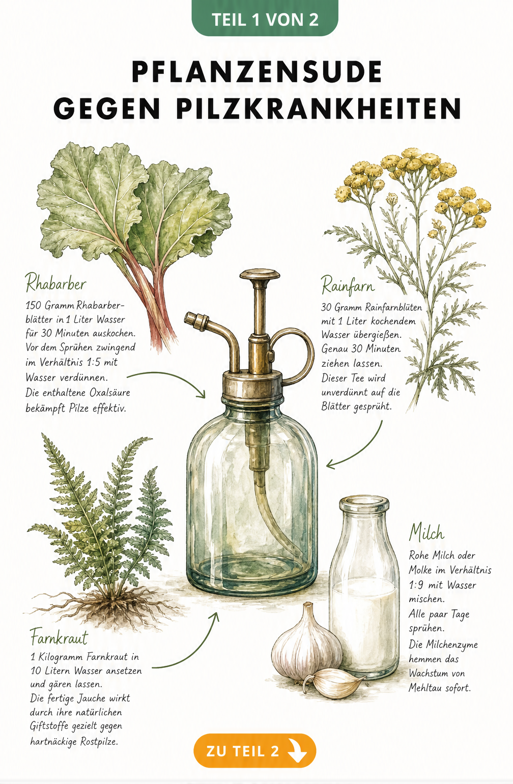 Handgezeichnete Illustration einer Gartensprühflasche umgeben von Rhabarber, Farn, Rainfarn und Milch als natürliche Mittel gegen Pilzkrankheiten