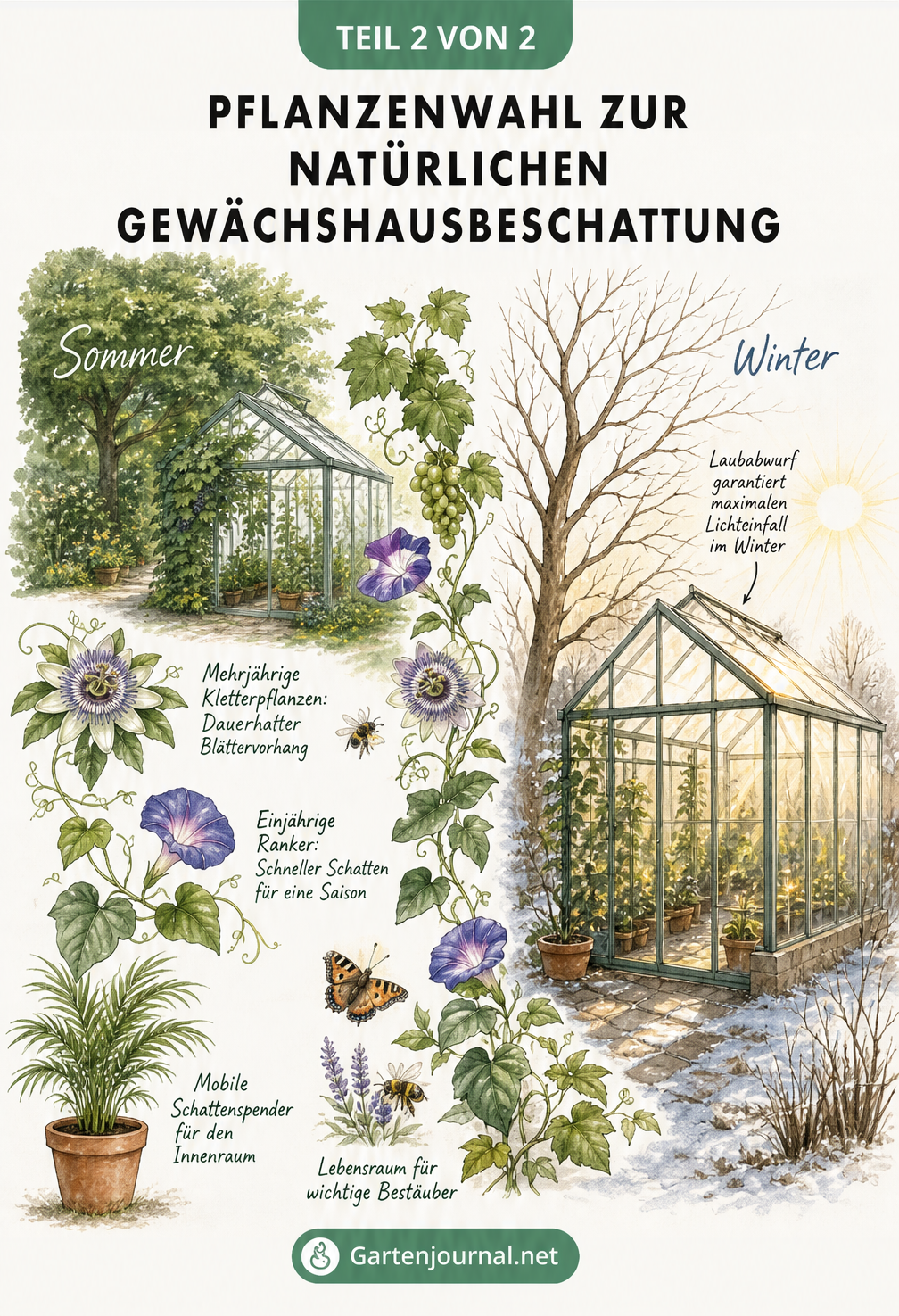 Illustration verschiedener Pflanzen zur Gewächshausbeschattung im Sommer und Winter, darunter Passionsblume und Pfeifenwinde