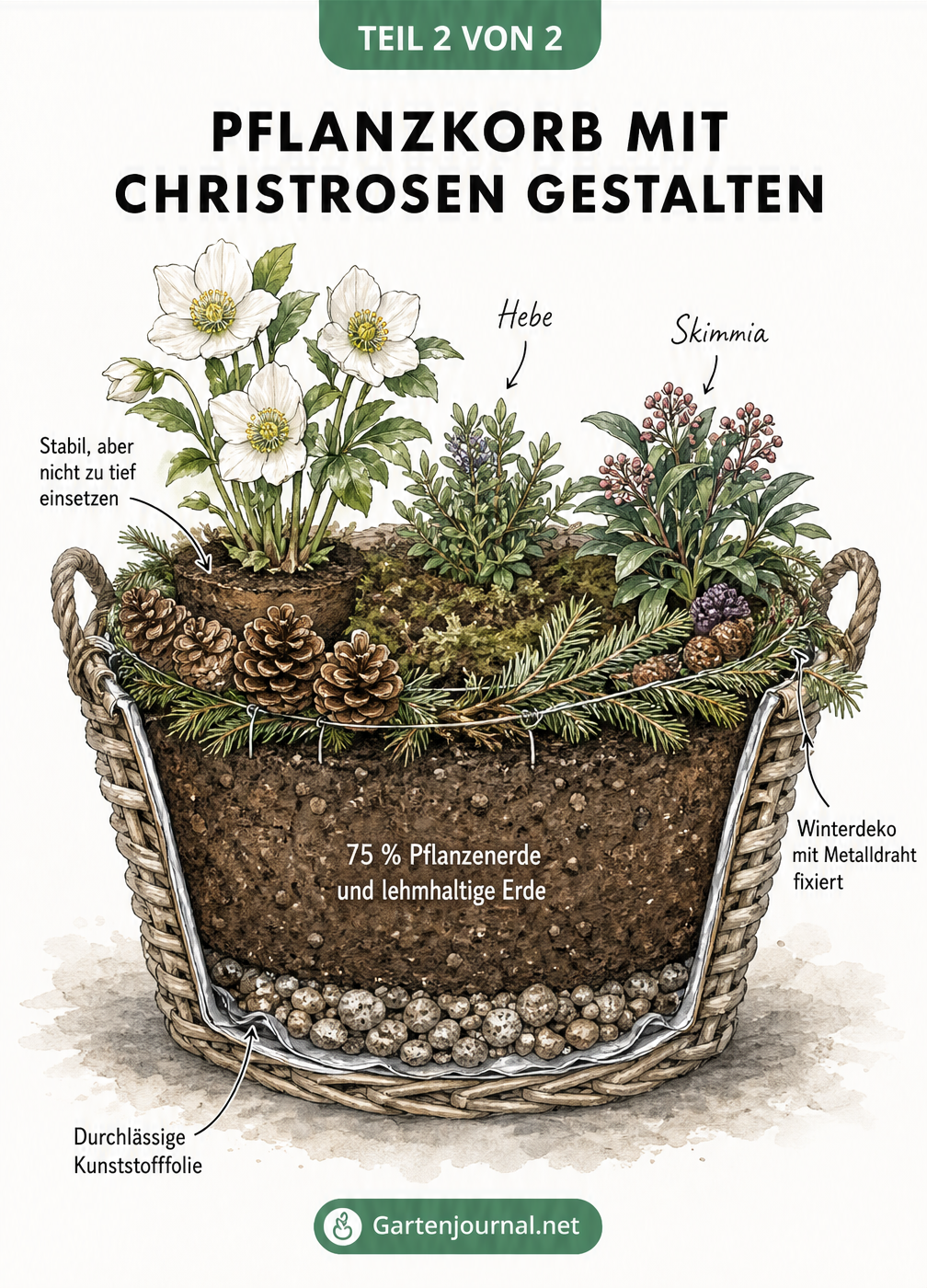 Schnittansicht eines Pflanzkorbs mit Christrose, Erdschichten und Winterdekoration