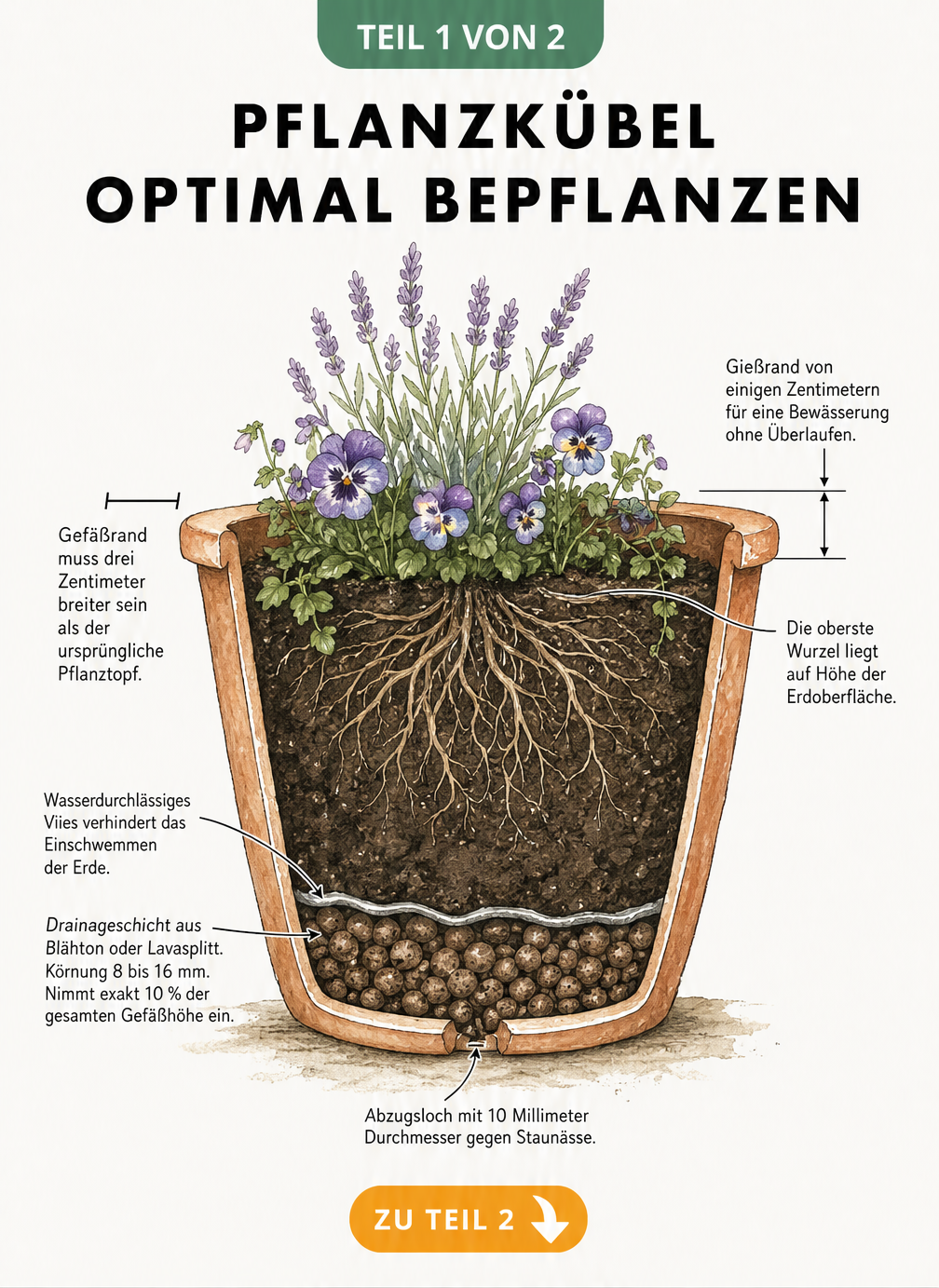 Querschnitt eines bepflanzten Terrakotta-Pflanzkübels mit Drainageschicht, Vlies und Blumenerde