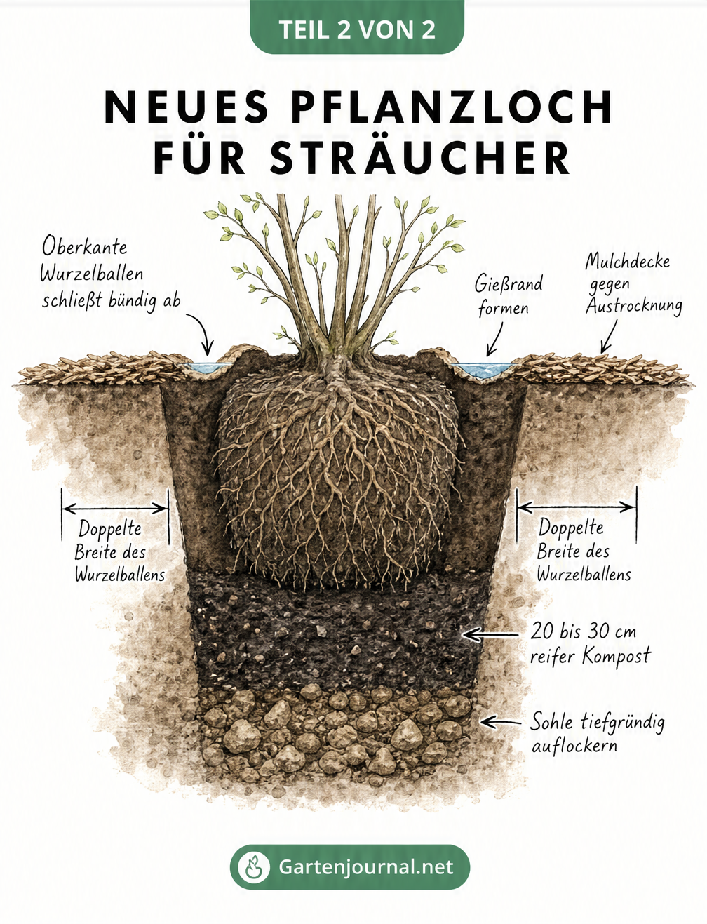 Querschnitt eines Pflanzlochs für Sträucher mit Wurzelballen, Kompostschicht, Gießrand und Mulchdecke.