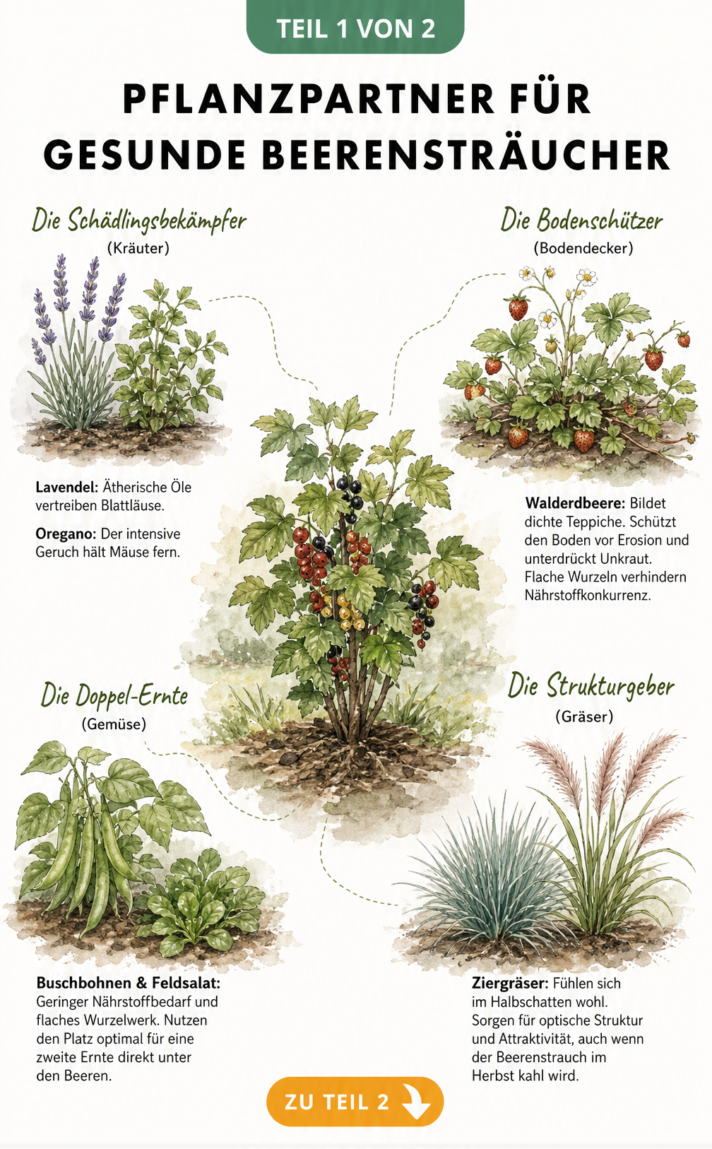 Illustration von Pflanzpartnern für Beerensträucher wie Lavendel, Walderdbeeren, Buschbohnen und Ziergräser