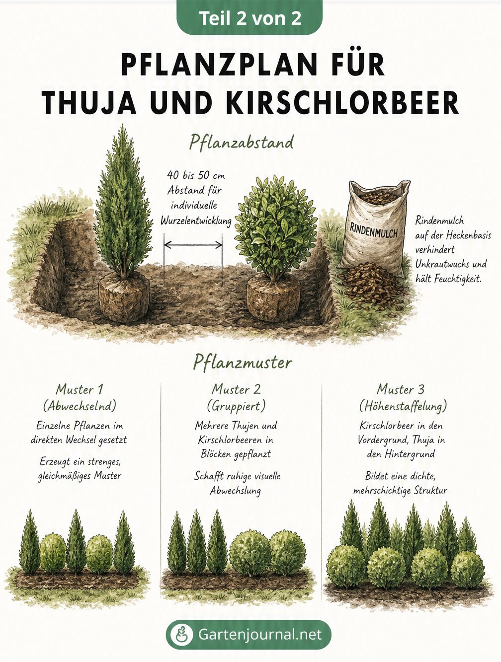 Isometrische Skizze eines Pflanzgrabens mit Thuja und Kirschlorbeer sowie drei verschiedenen Pflanzmustern