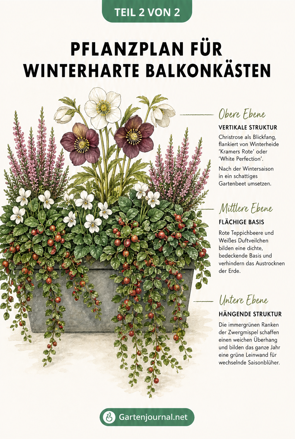 Pflanzplan für einen winterharten Balkonkasten mit Christrose und Winterheide im Zentrum, unterpflanzt mit Roter Teppichbeere und Duftveilchen sowie hängender...