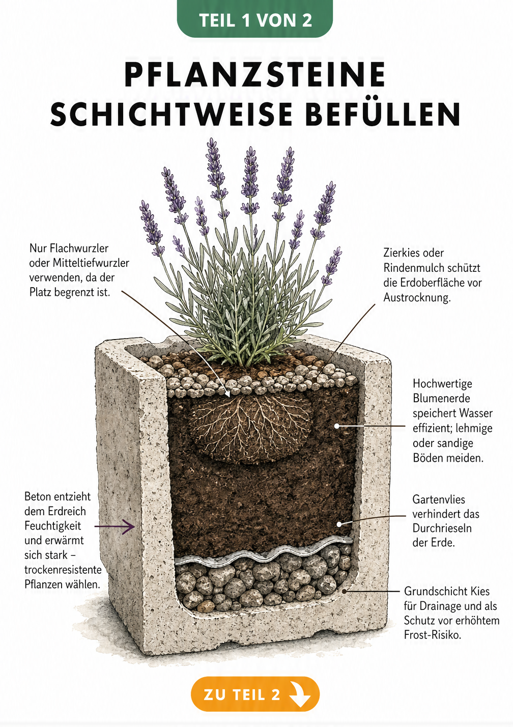 Schnittzeichnung eines Pflanzsteins mit Schichten aus Kies, Gartenvlies, Blumenerde und Zierkies sowie einem Lavendel