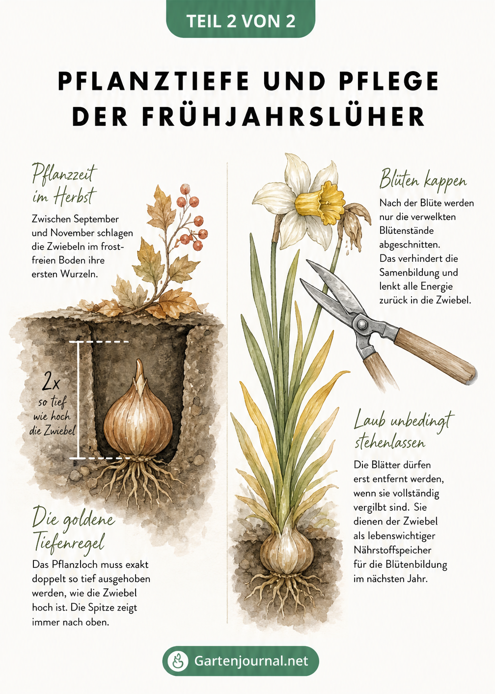 Illustration zur Pflanztiefe von Blumenzwiebeln im Herbst und dem richtigen Rückschnitt nach der Blüte im Frühjahr.