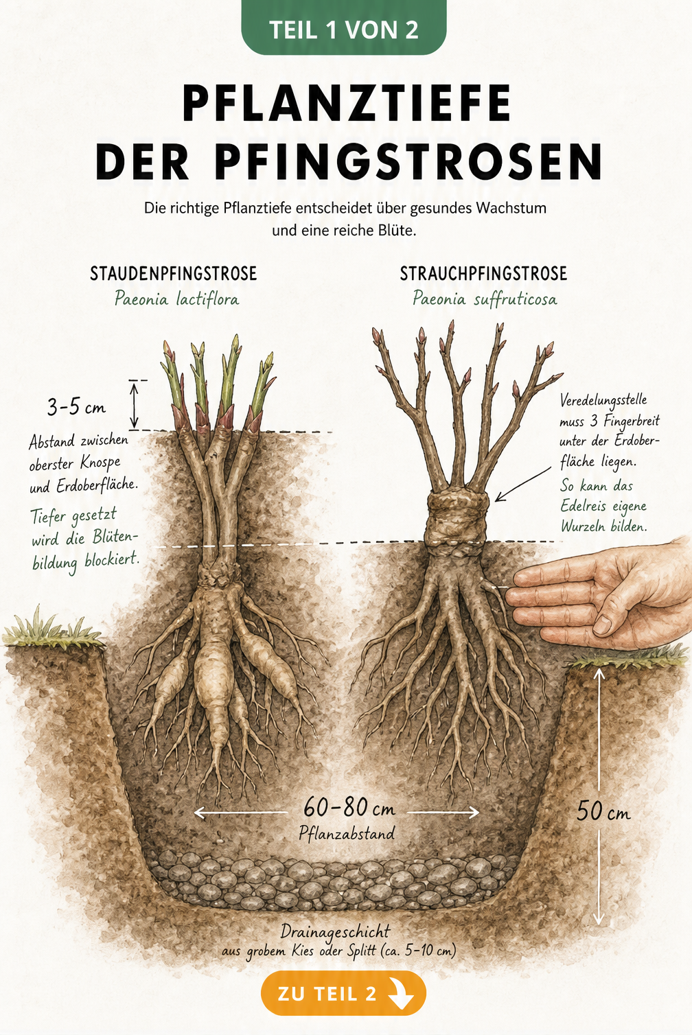 Botanische Illustration der Pflanztiefe von Staudenpfingstrosen und Strauchpfingstrosen im Querschnitt