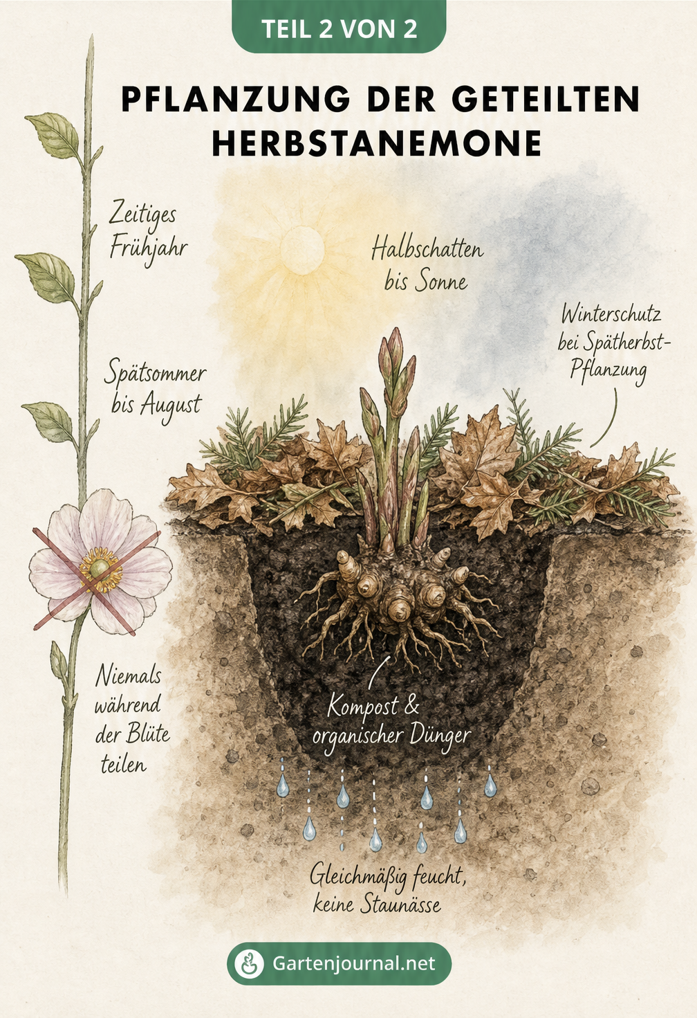 Pflanzung der geteilten Herbstanemone als Infografik