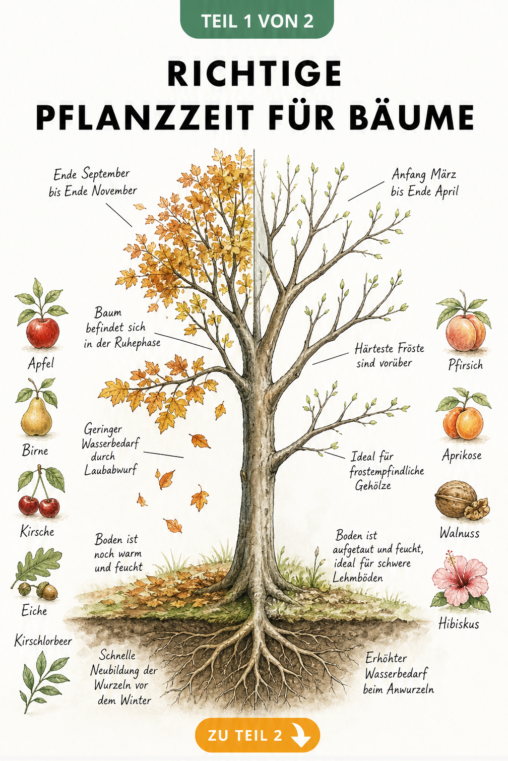 Botanische Illustration eines Baumes, der in Herbst und Frühjahr geteilt ist, mit Hinweisen zur Pflanzzeit