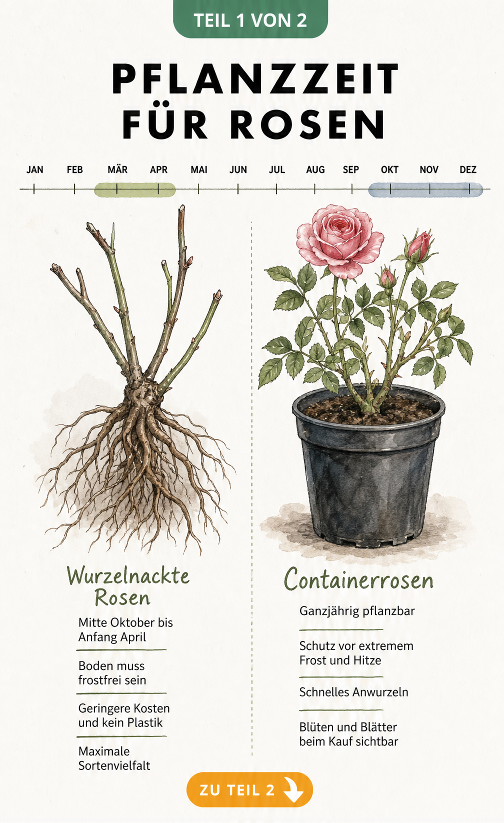 Botanische Illustration von wurzelnackten Rosen und Containerrosen mit Pflanzzeiten
