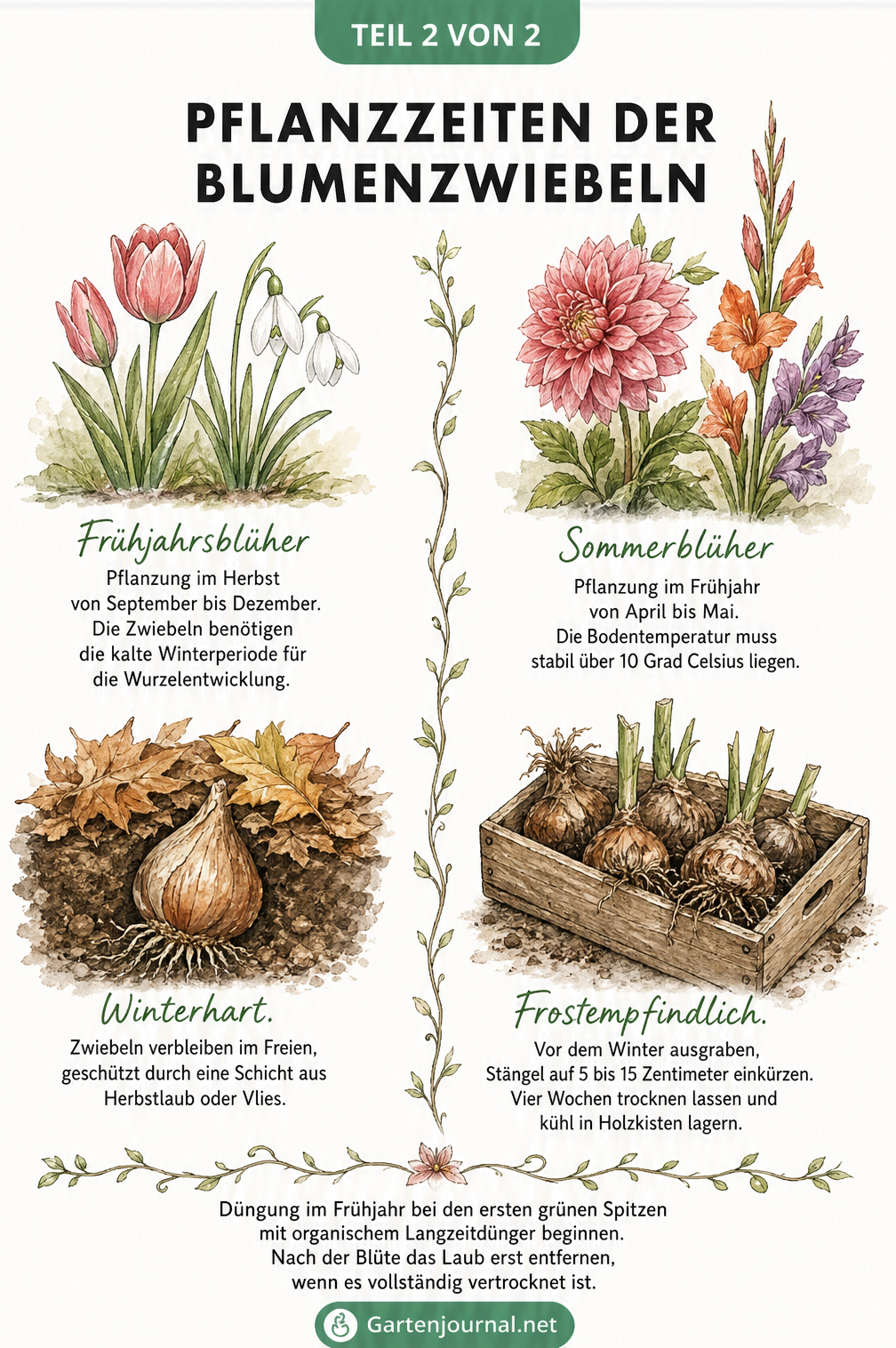 Zweiteilige Illustration zu Pflanzzeiten von Blumenzwiebeln: Frühjahrsblüher im Herbst und Sommerblüher im Frühjahr