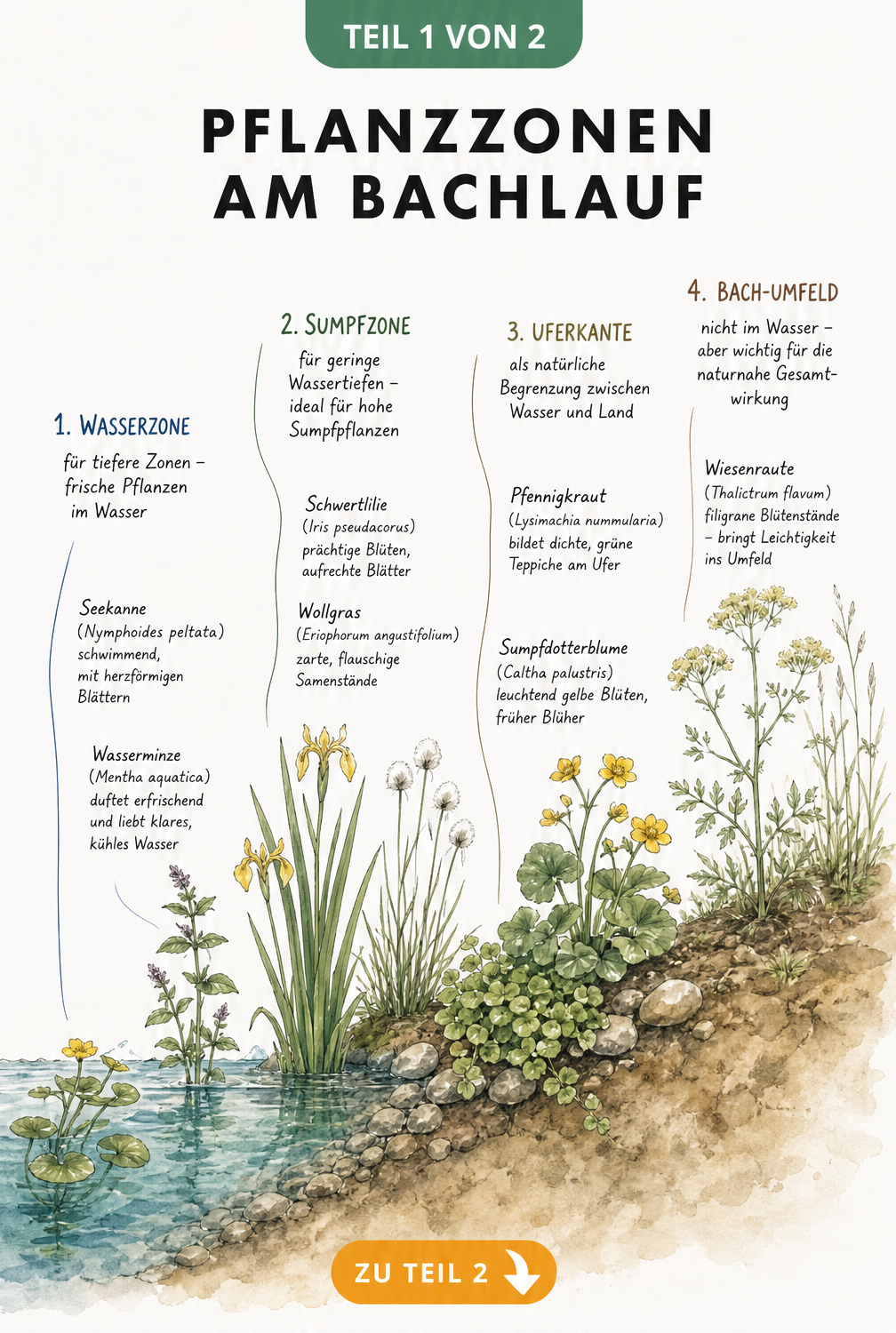 Illustration der vier Pflanzzonen am Bachlauf von der Wasserzone bis zum trockenen Gartenboden mit typischen Pflanzen wie Seekanne und Wiesenraute