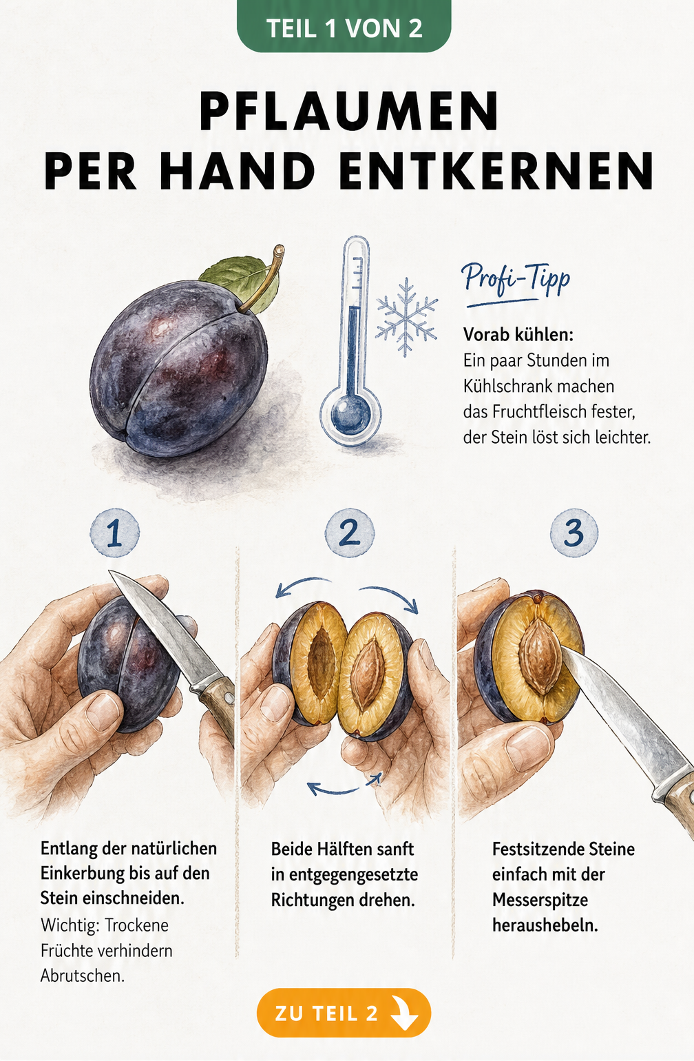 Illustration: Pflaumen per Hand mit einem Messer entkernen in drei Schritten