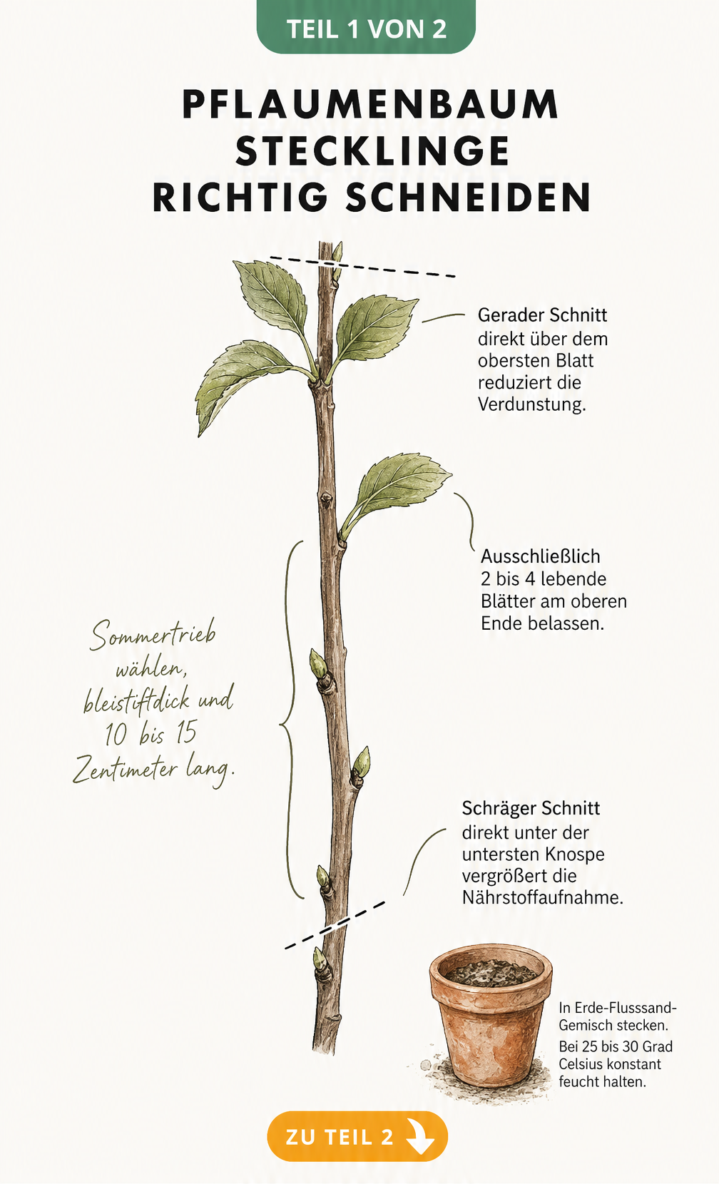 Illustration eines Pflaumenkerns in verschiedenen Entwicklungsstadien von der Kältebehandlung bis zum Keimling im Topf
