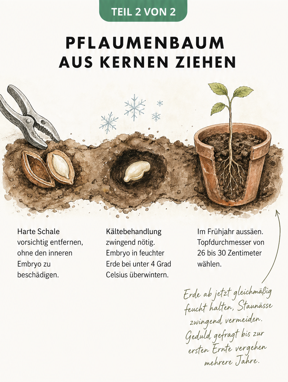 Botanische Zeichnung eines Pflaumenzweigs mit Markierungen für den richtigen Schnitt von Stecklingen