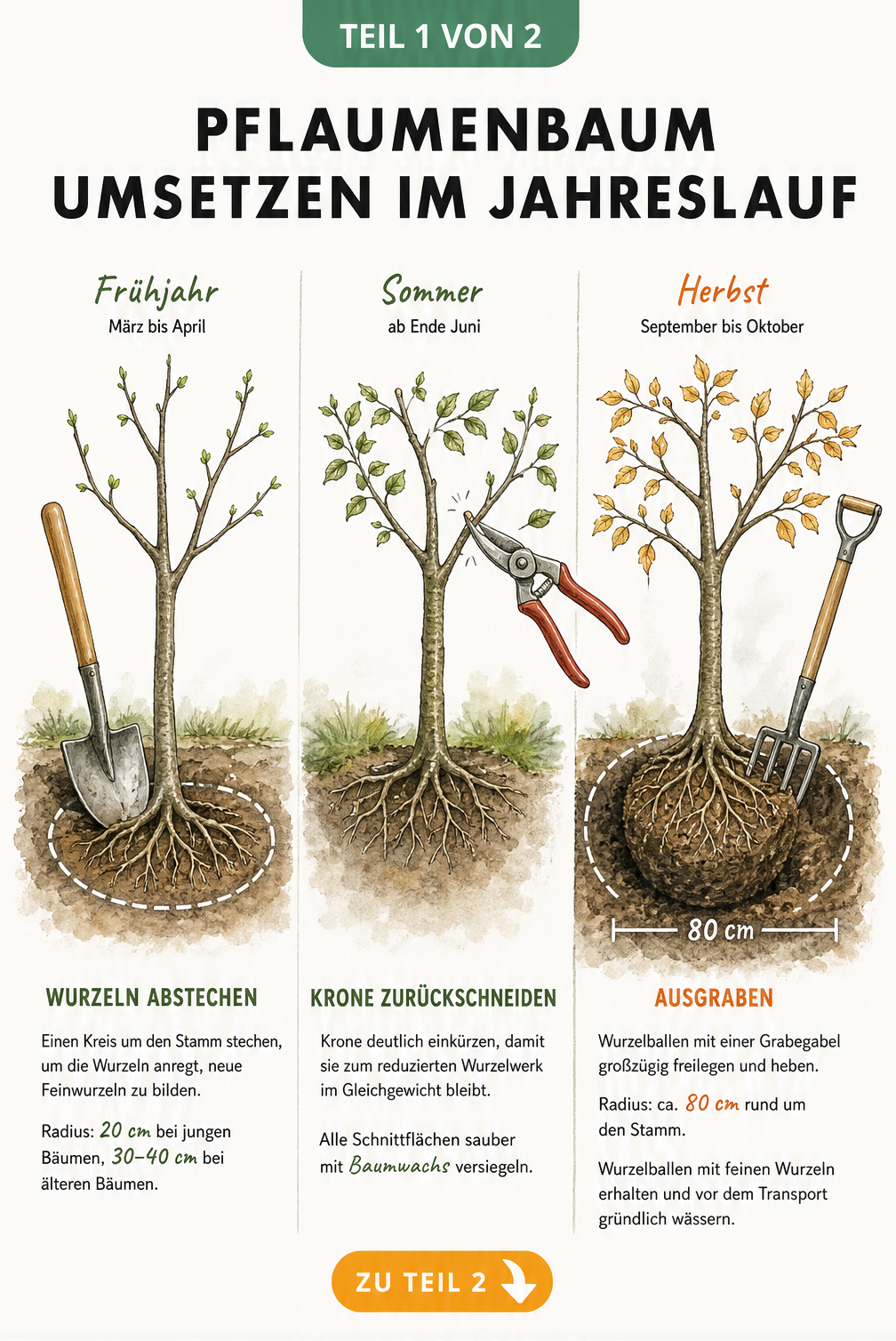 Illustration eines Pflaumenbaums in drei Jahreszeiten: Wurzeln abstechen im Frühjahr, Rückschnitt im Sommer und Ausgraben im Herbst.