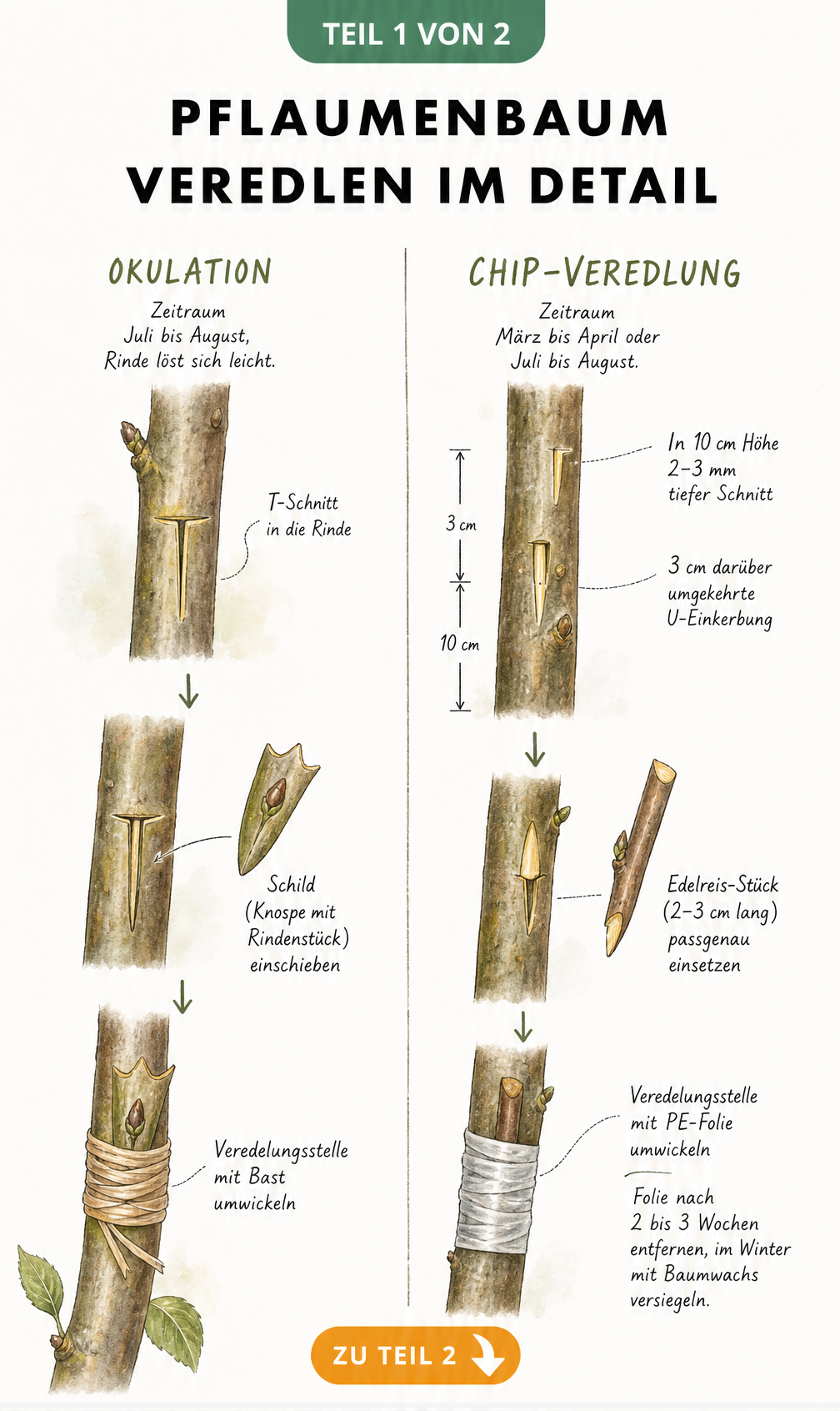 Illustration der Okulation und Chip-Veredlung beim Pflaumenbaum mit detaillierten Schritten