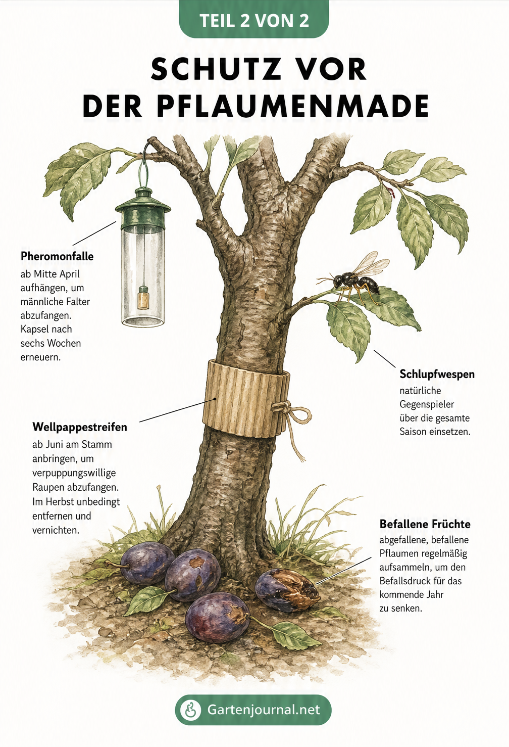 Illustration eines Pflaumenbaums mit Pheromonfalle, Wellpappstreifen und abgefallenen Früchten