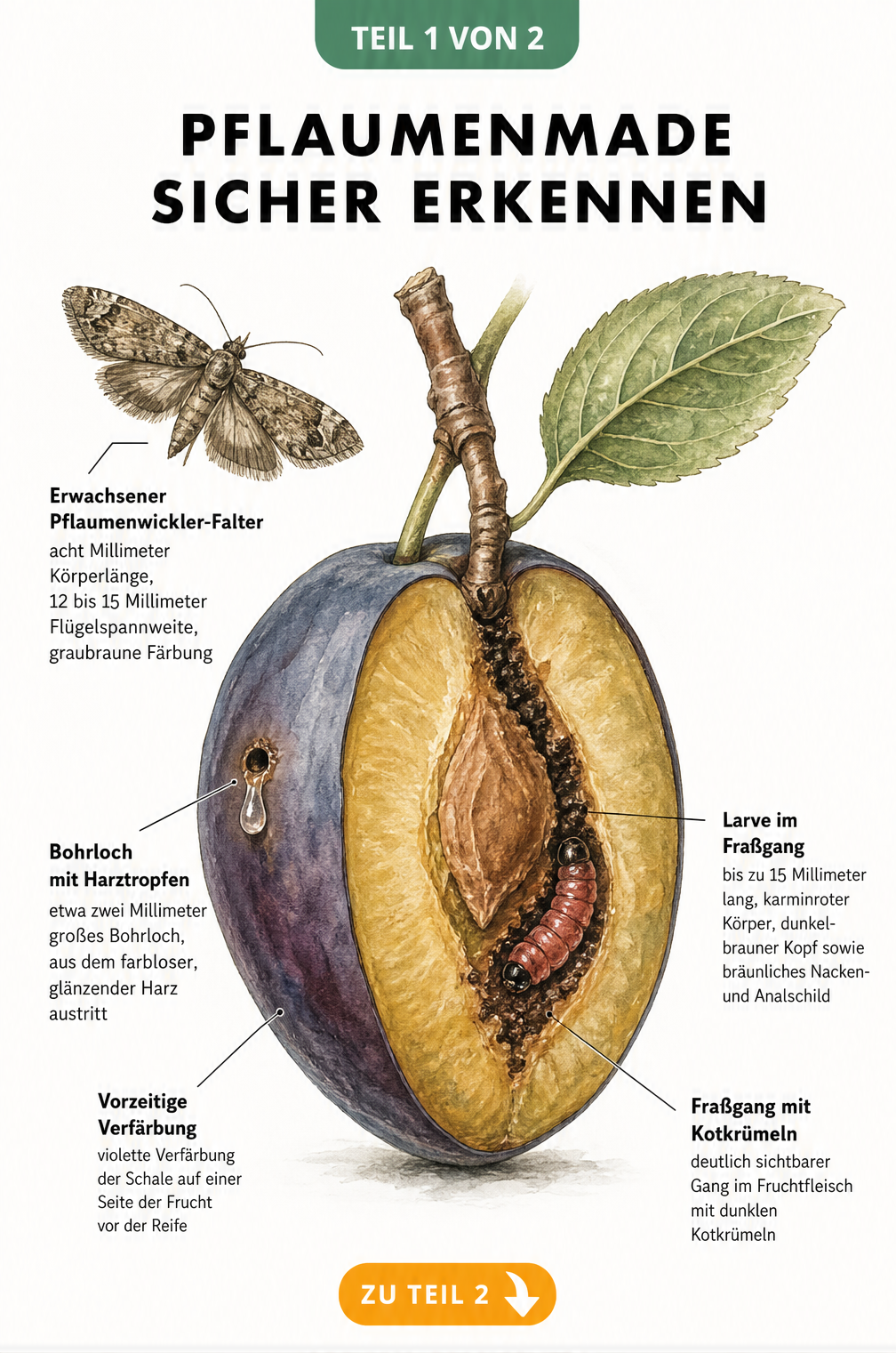 Botanische Illustration einer halbierten Pflaume mit Pflaumenwickler, Larve und Fraßgang
