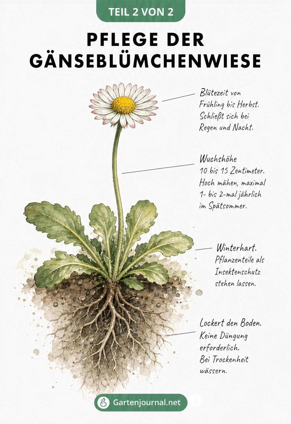Aquarell-Illustration eines ausgewachsenen Gänseblümchens mit Wurzelwerk, Blattrosette und geöffneter Blüte samt Pflegehinweisen.