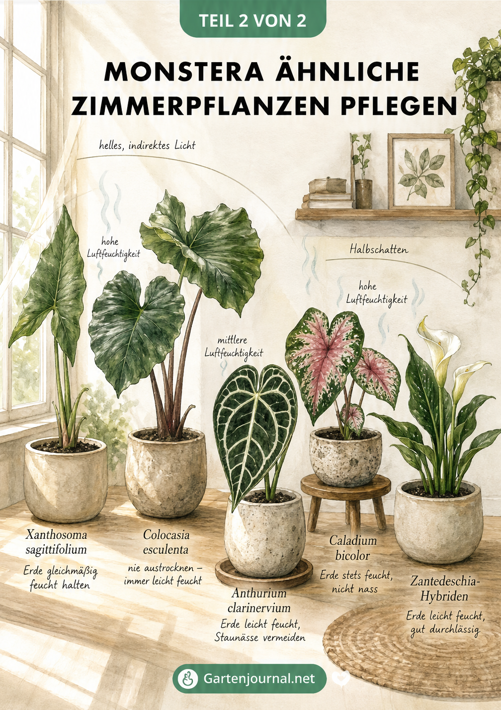 Illustration eines Wohnraums mit fünf Monstera-ähnlichen Pflanzen an ihren idealen Standorten