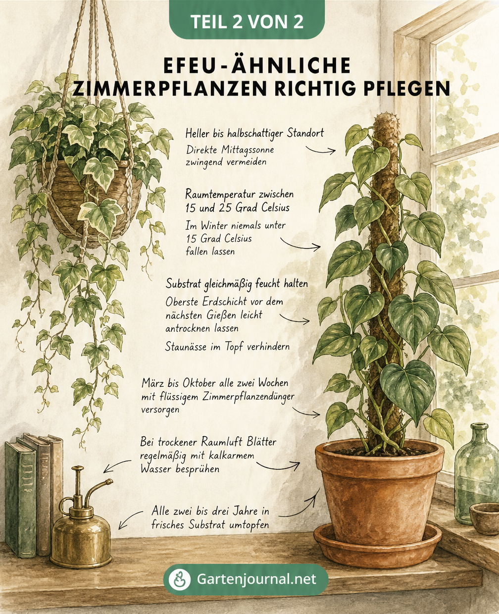 Illustration einer gemütlichen Raumecke mit zwei Kletterpflanzen und Tipps zur richtigen Pflege wie Standort, Gießen und Düngen.
