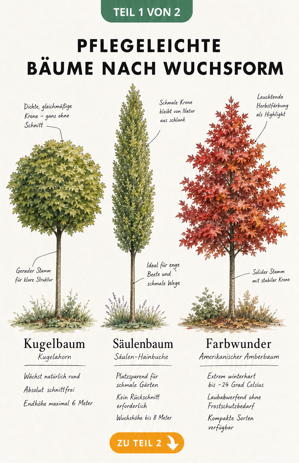 Illustration von drei pflegeleichten Baumarten: Kugelbaum, Säulenbaum und Farbwunder mit ihren Eigenschaften