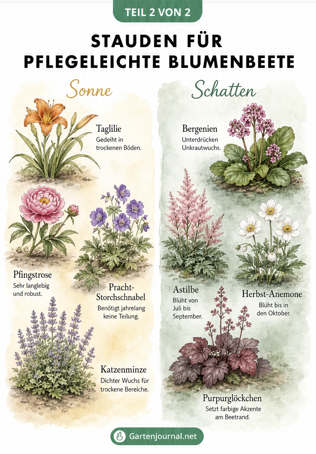 Illustration von acht pflegeleichten Stauden für sonnige und schattige Standorte im Blumenbeet