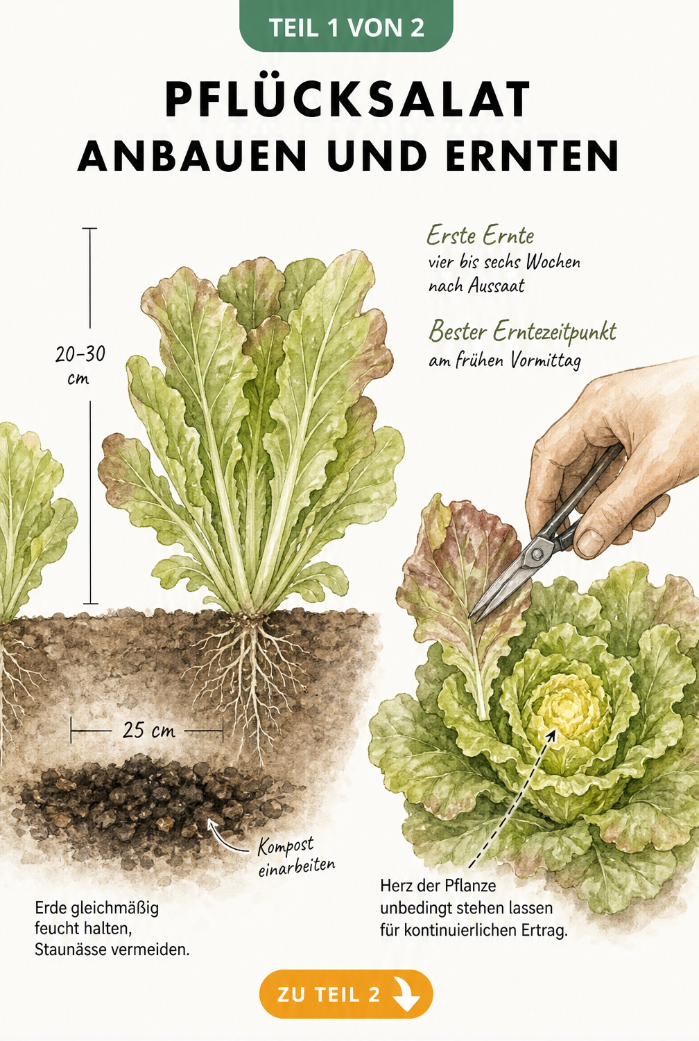 Botanische Illustration von Pflücksalat mit Wurzeln, Kompostschicht und Erntetechnik eines äußeren Blattes
