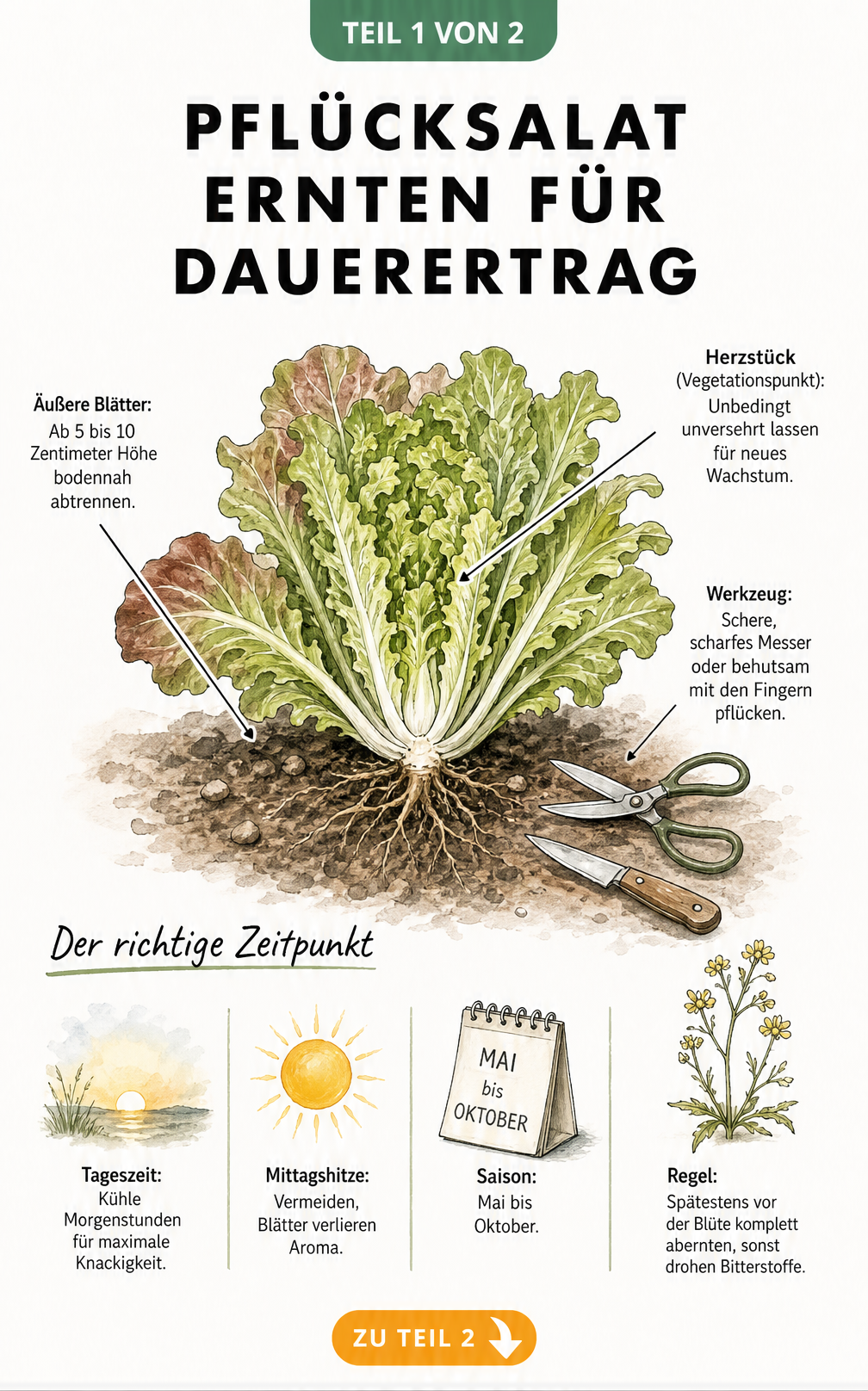 Botanische Illustration einer Pflücksalat-Pflanze mit Erntehinweisen und Zeitleiste