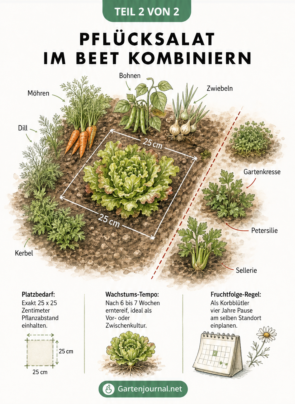 Isometrische Illustration eines Pflücksalats im Beet mit guten und schlechten Nachbarn