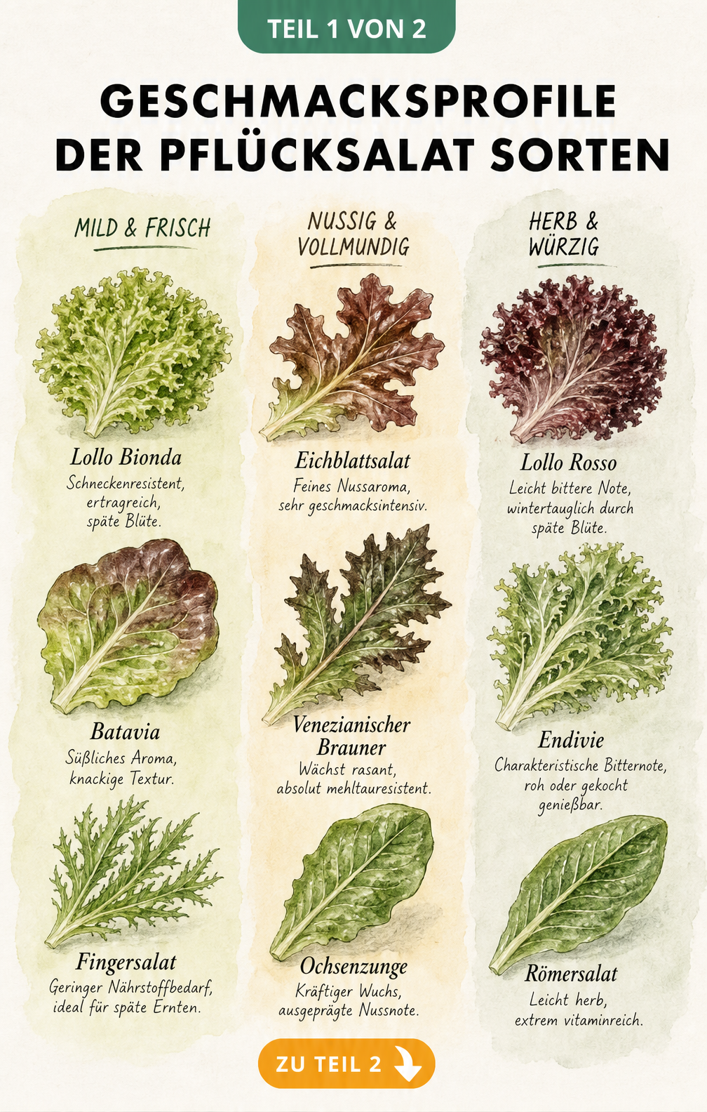 Botanische Lehrtafel mit Pflücksalat-Sorten, eingeteilt in die Geschmackszonen mild, nussig und herb.