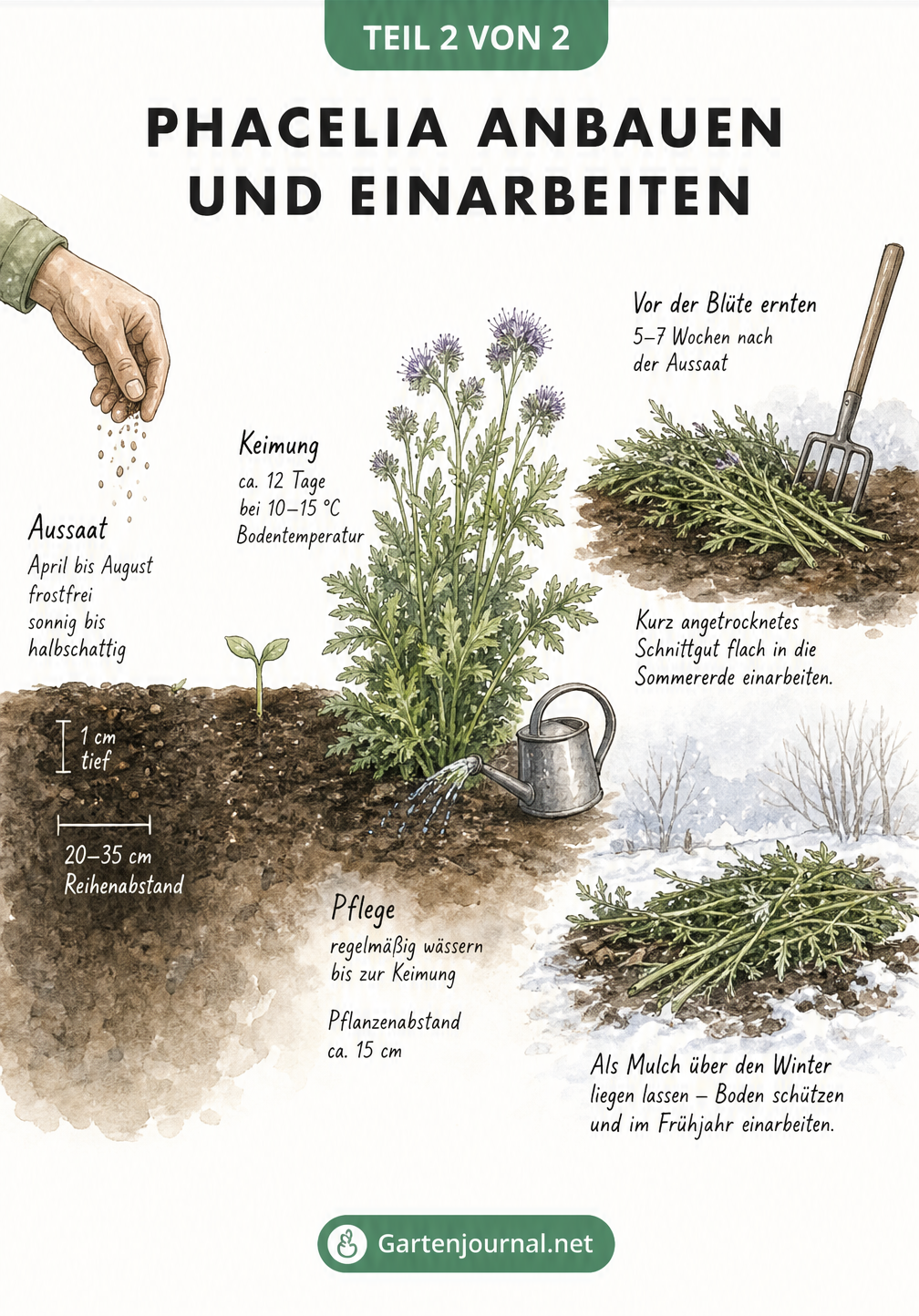 Zeitlicher Ablauf von der Aussaat der Phacelia bis zur Einarbeitung in den Boden als Gründünger