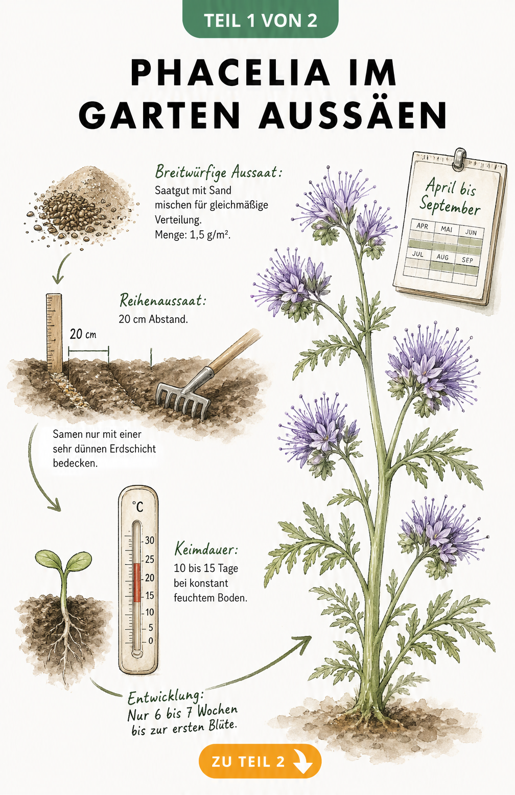 Handgezeichnete Zeitachse zur Aussaat von Phacelia, vom Samenkorn bis zur violetten Blüte, mit Hinweisen zu Breitwurf, Reihenaussaat und Keimdauer.