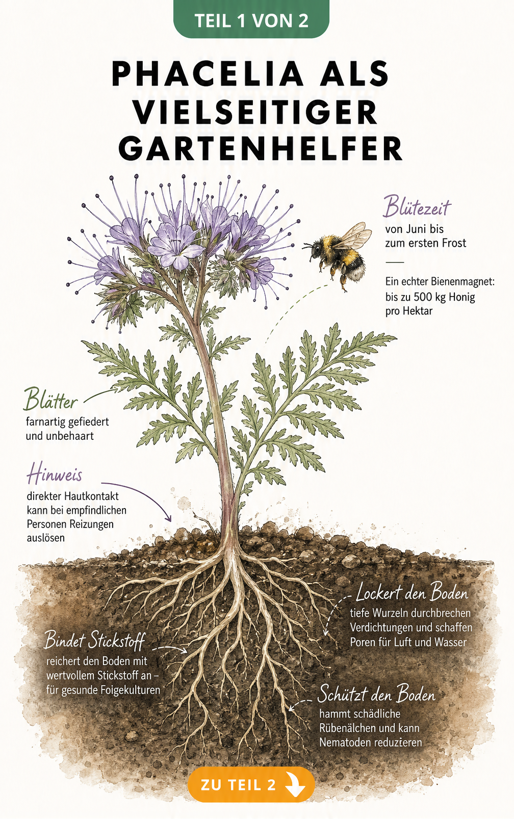 Botanische Illustration der Phacelia mit blauen Blüten, Wurzelwerk und Hummel