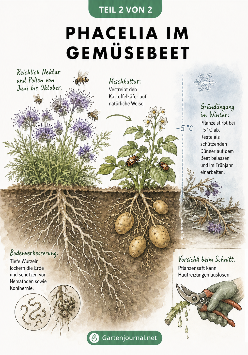 Querschnitt eines Gartenbeets mit blühender Phacelia und Kartoffelpflanze, zeigt tiefes Wurzelwerk zur Bodenverbesserung und Frostgrenze für Gründüngung.