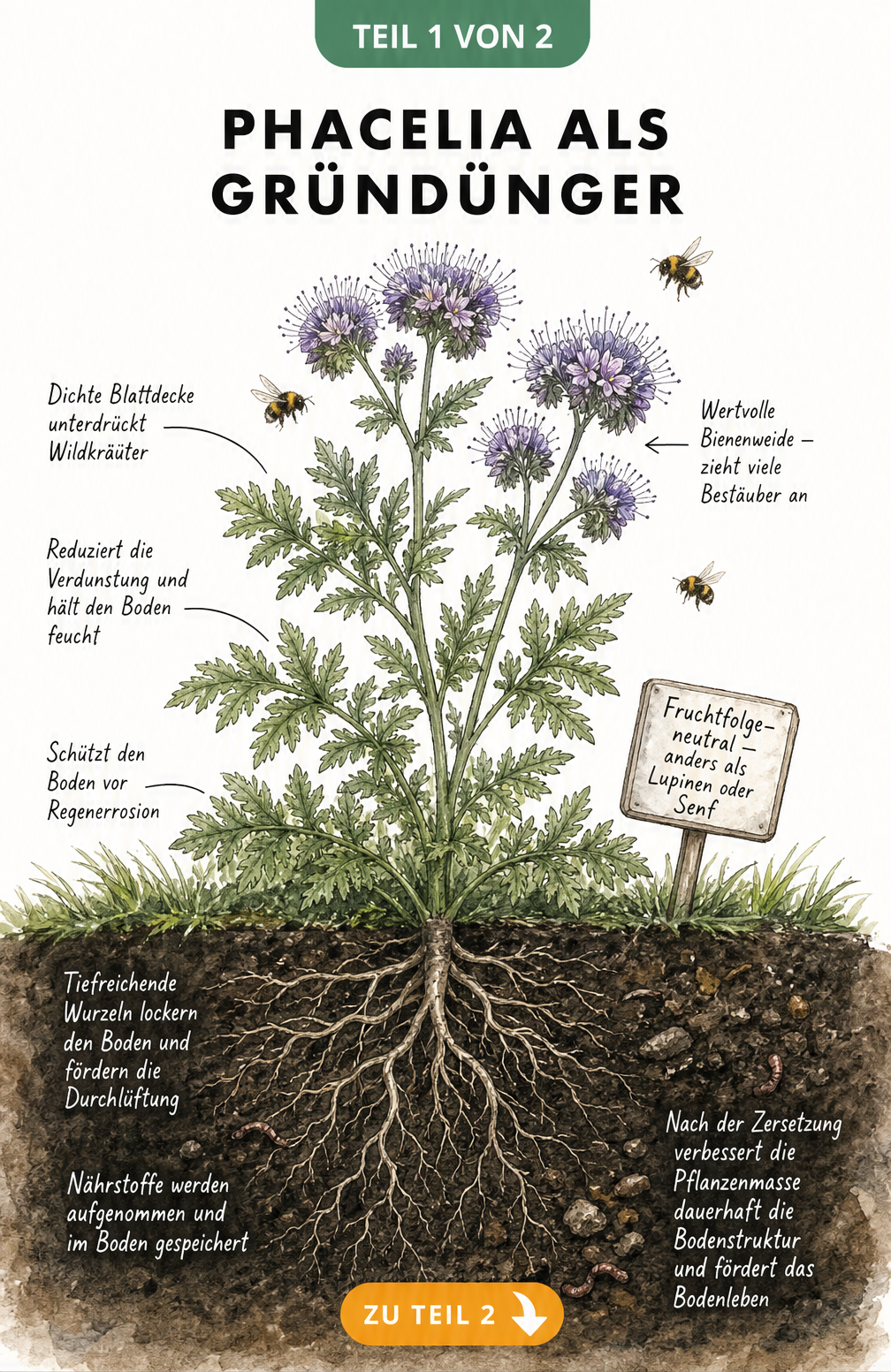 Querschnitt eines Gartenbeets mit Phacelia, die oberirdische Blattmasse und das unterirdische Wurzelsystem zeigt