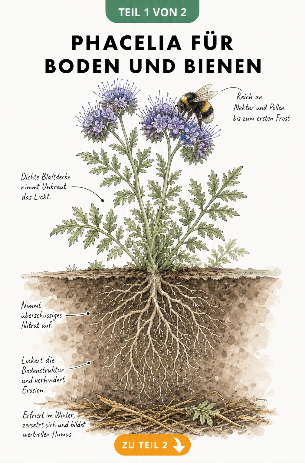 Botanische Querschnitt-Darstellung einer blühenden Phacelia-Pflanze mit tiefem Wurzelsystem und einer Hummel an den Blüten