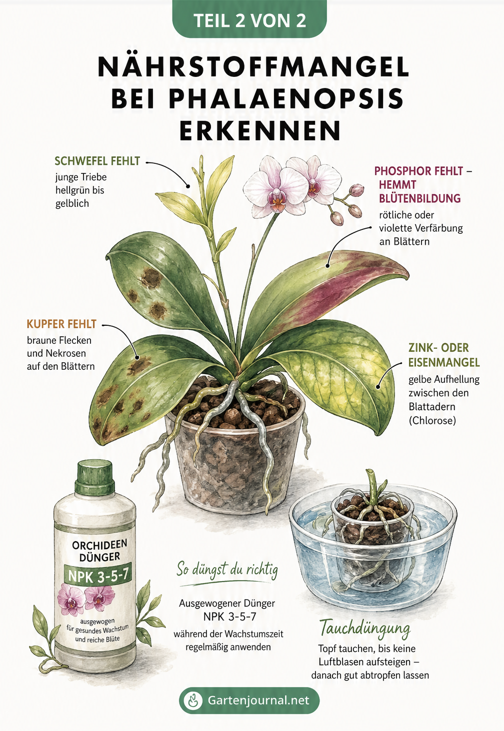 Illustration einer Phalaenopsis-Orchidee, die Symptome für Nährstoffmangel wie fehlenden Schwefel, Phosphor, Kupfer und Zink zeigt