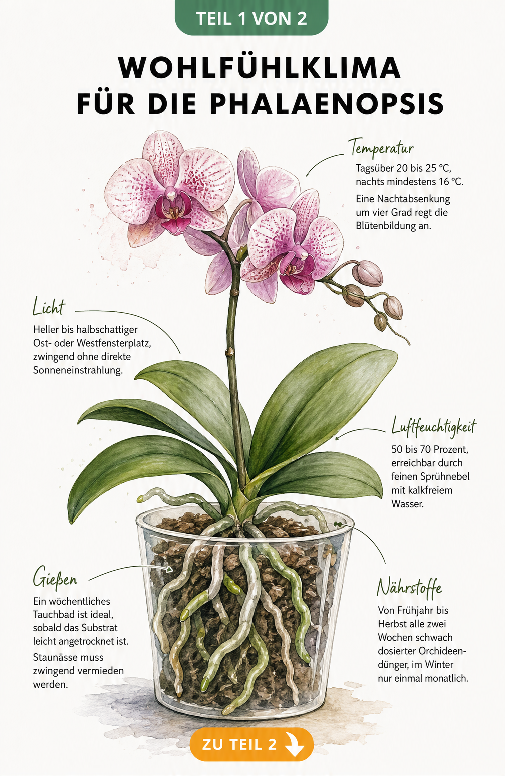 Botanische Illustration einer Phalaenopsis-Orchidee im Querschnitt mit Pflegehinweisen zu Temperatur, Licht, Luftfeuchtigkeit und Gießen.