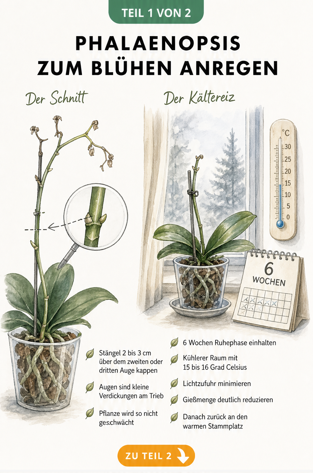 Illustration einer verblühten Phalaenopsis-Orchidee mit Anleitung zum Rückschnitt und zur Kältephase